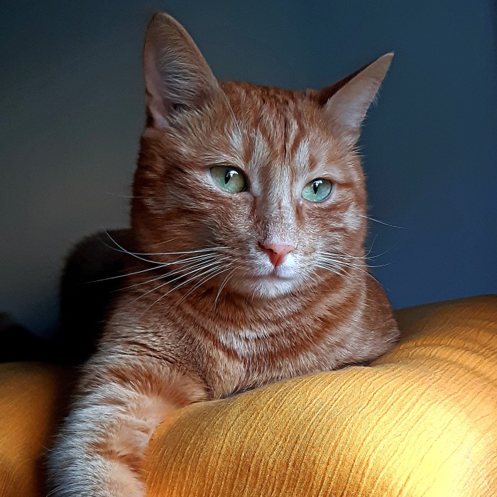 Hey Pandas, Since It’s National Cat Day In Japan, Post Your Cat Pictures (Closed)