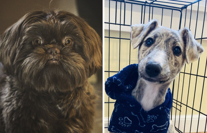 Hey Pandas, Offer Your Dog A Treat And Take A Picture Of Their Reaction (Closed)