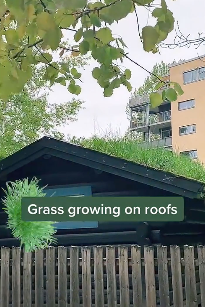 Grass On Roofs