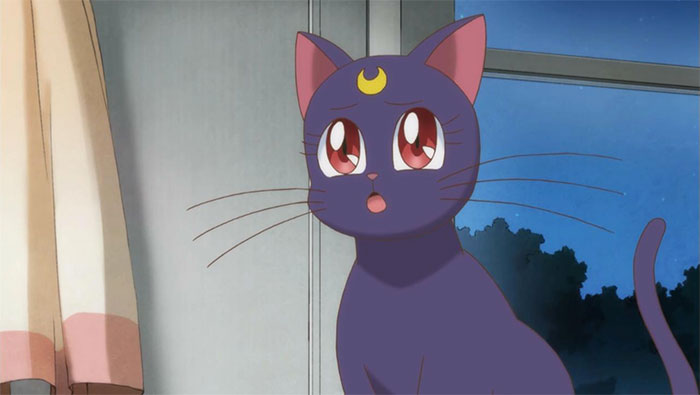 Cute animated character, a purple cat with a crescent moon on its forehead, looking surprised while sitting indoors.