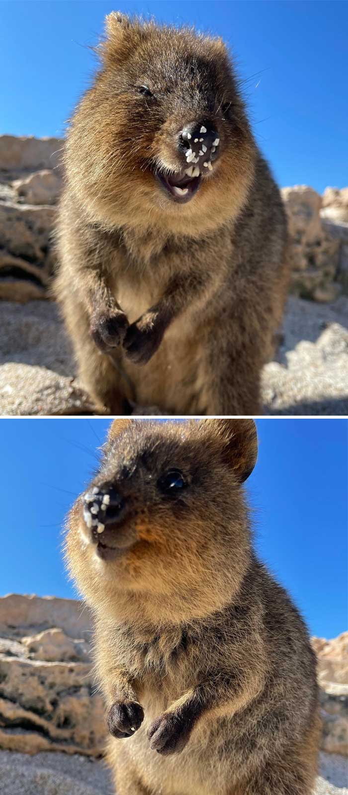 Happy Quokka