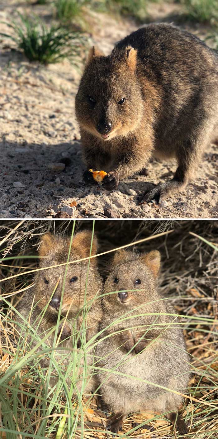 Quokka: A Series Of Portraits