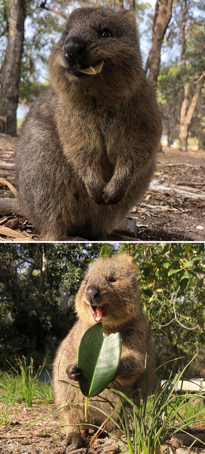 Quokka's In Australia