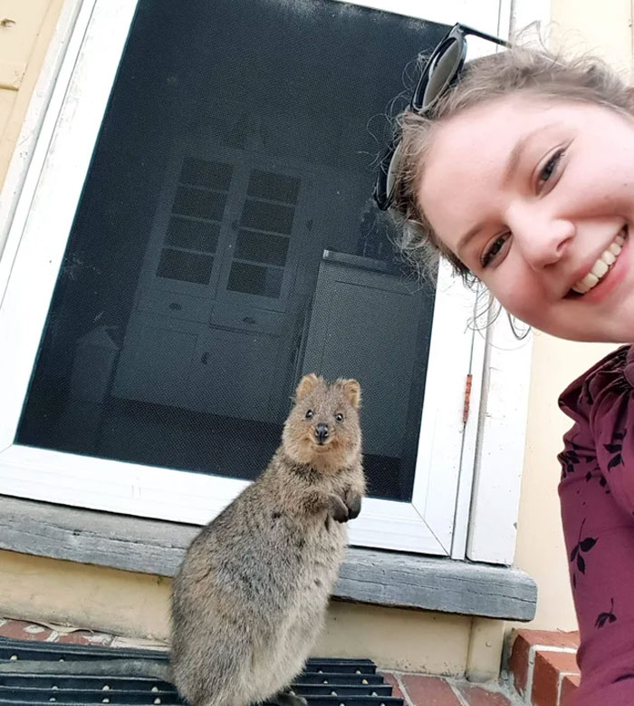 The Very Cute Quokka, Found On Rottnest Island, Western Australia. He's So Happy To Pose For A Selfie!