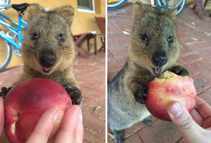 Happy Quokka
