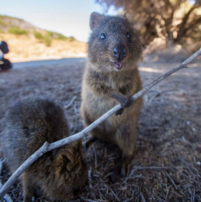 More Quokka Love