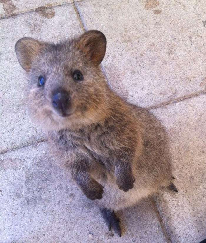 My Girlfriend Sent Me This Photo She Took Of A Quokka