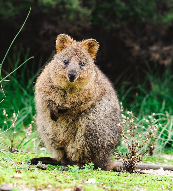 Cutest & Happiest Animal On Earth