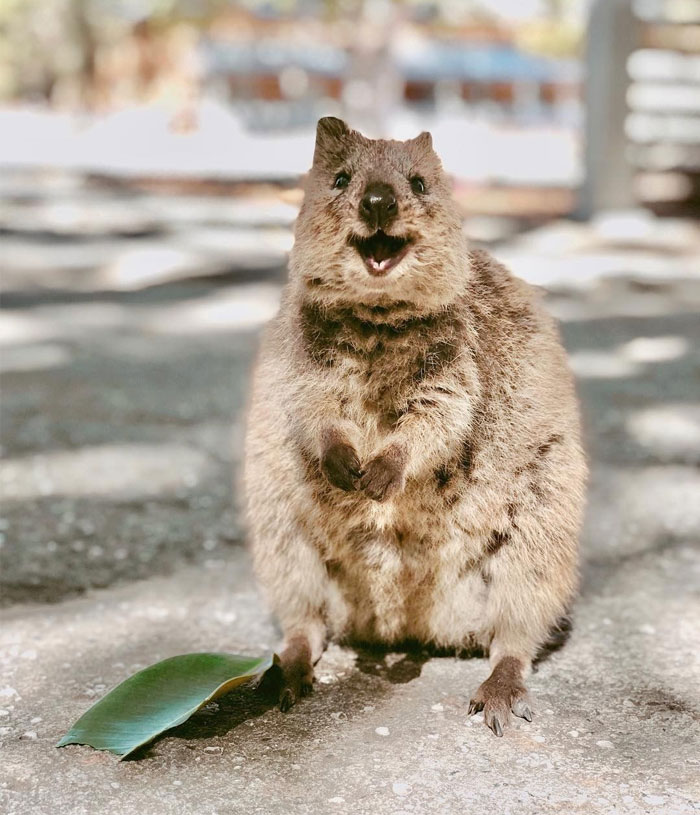Happy Happy Quokka