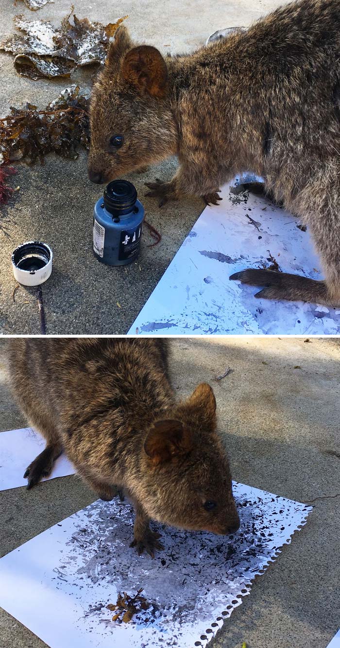 I Had A Little Helper When Creating My Seaweed Prints!