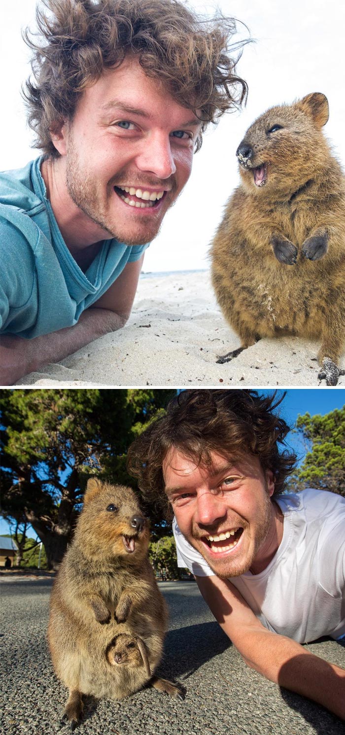 Man posing with Quokka