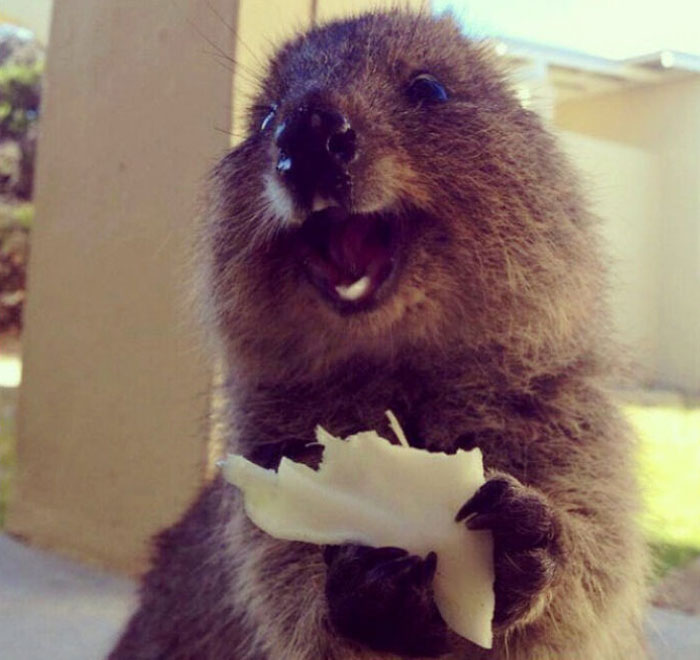 Quokka eating