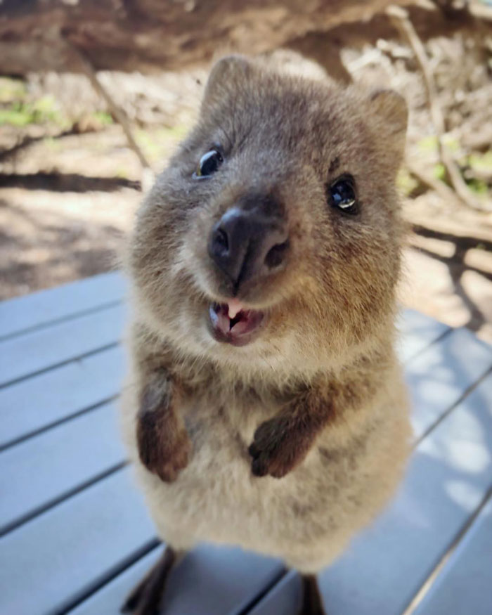 Quokka Selfie