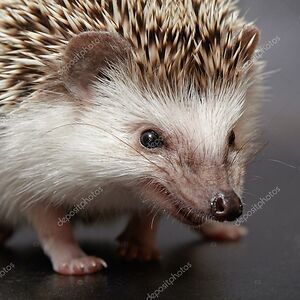 satiofdeltora avatar