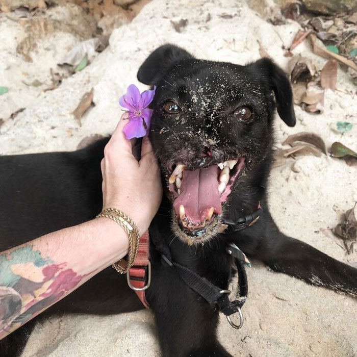 Meet Odin, The Dog Who Lost Part Of His Snout In An Accident And Still Found Kindness In His Owner Who Adopted Him After He Spent 3 Years In A Shelter