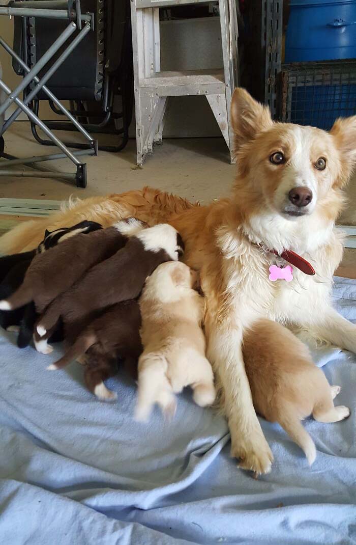 I Think My Sister's Dog Is Regretting Motherhood