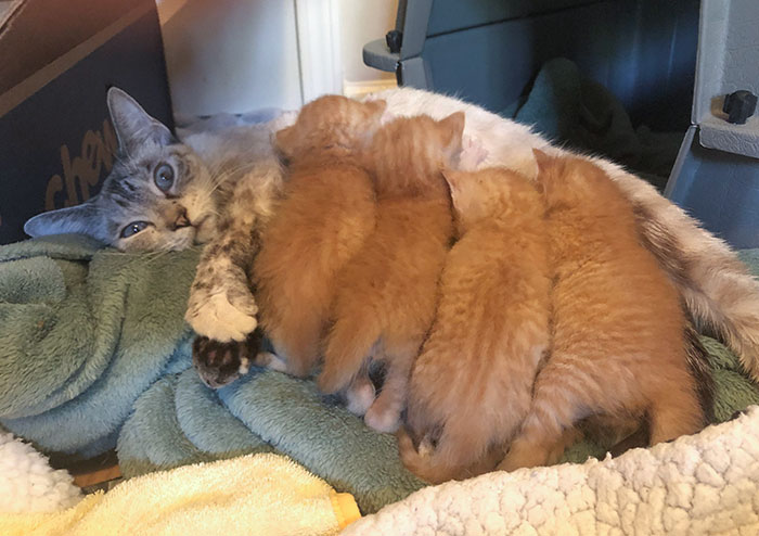 Four Criminals Attack A Helpless Cat