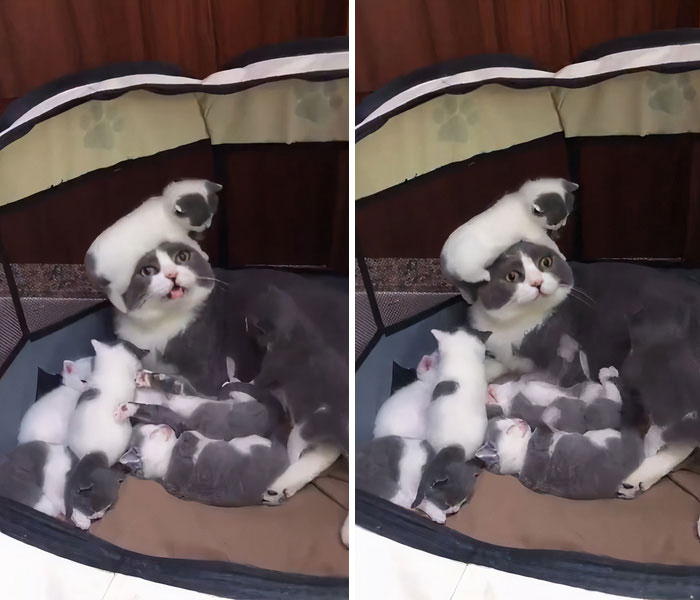 The Joy Of Motherhood