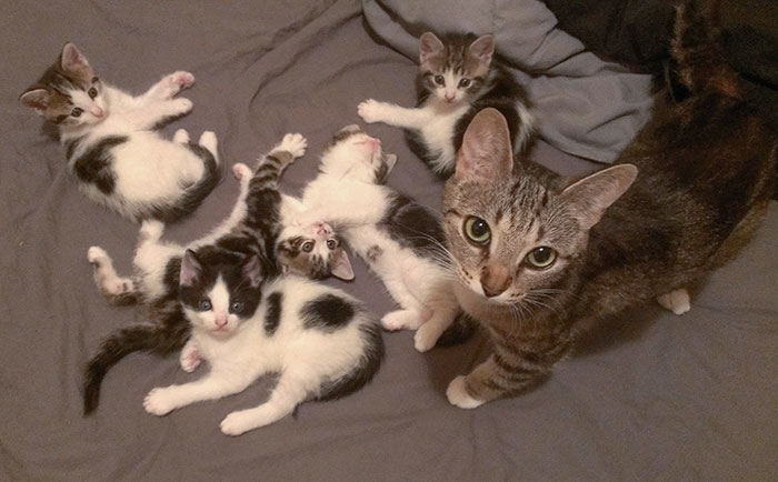 My Friend's Cat Had Kittens