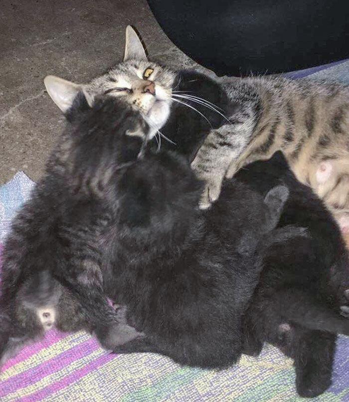 My GF's Cat Might Be Regretting Motherhood