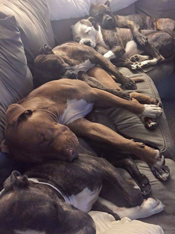 Back To Front - Dad, Mom, Brother, Brother, And Sister. A Family Snuggle