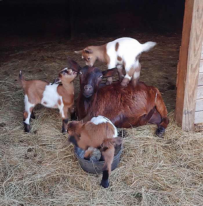 A Definition Of Parenthood In A Picture