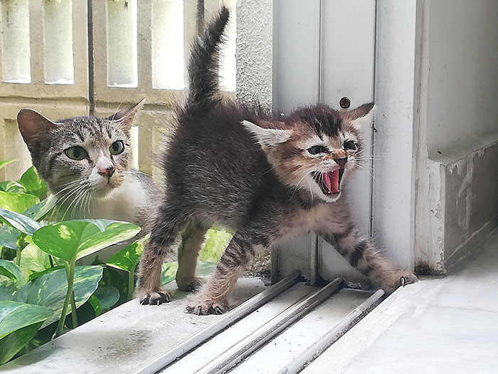 A Stray Cat Decided To Bring Its Kitten Into My House Today. The Kitten Was Extremely Aggressive But The Mom Was Surprisingly Chill
