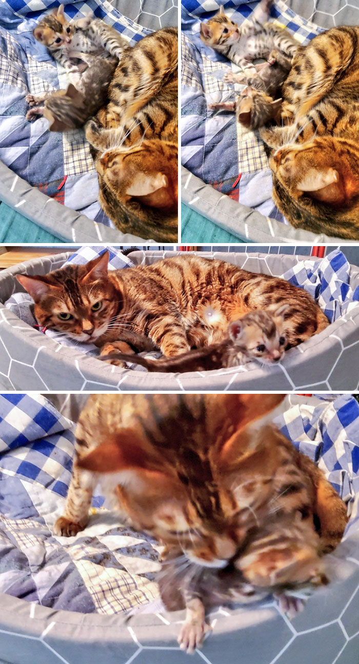 Mama Needs Patience With These Rascals