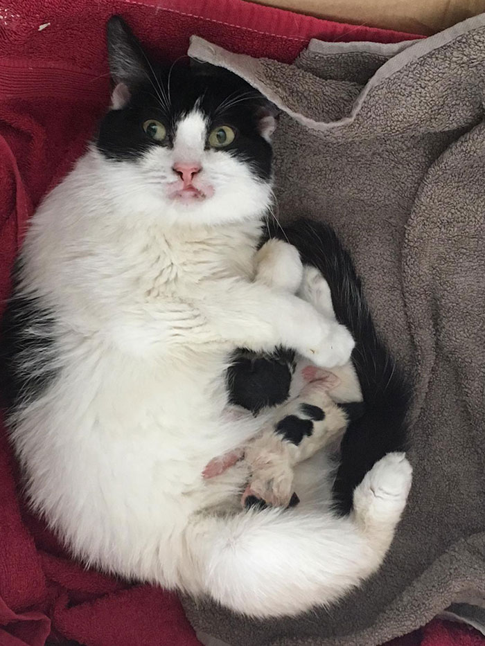 My Friend's Cat Had The Exact Same Expression