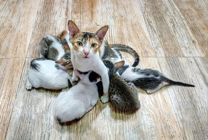 Kofu Being A Good Mom