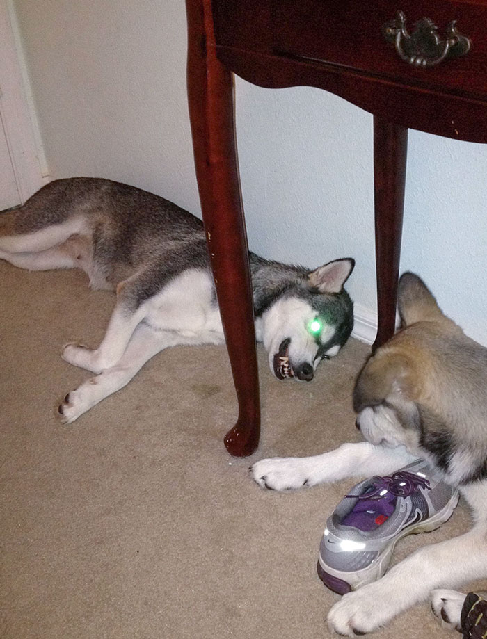 My Husky Enjoying Motherhood