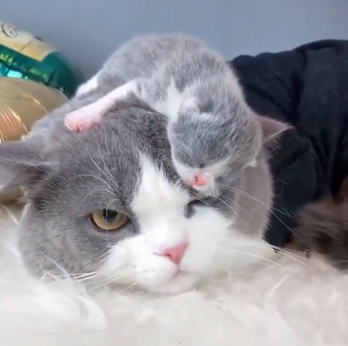 "Of All The Places He Could Sleep On, It Just Had To Be My Head"