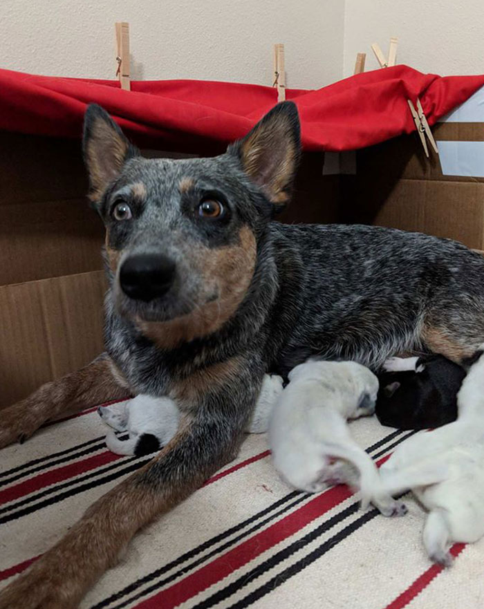 My Dog's Face About Sums Up Motherhood