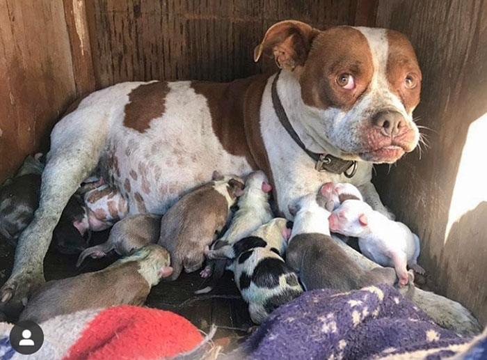 My Dad's Dog Just Had 11 Pups