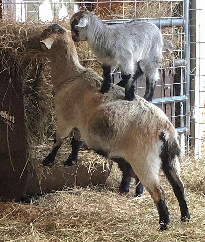 Motherhood Can Be A Pain In The Back