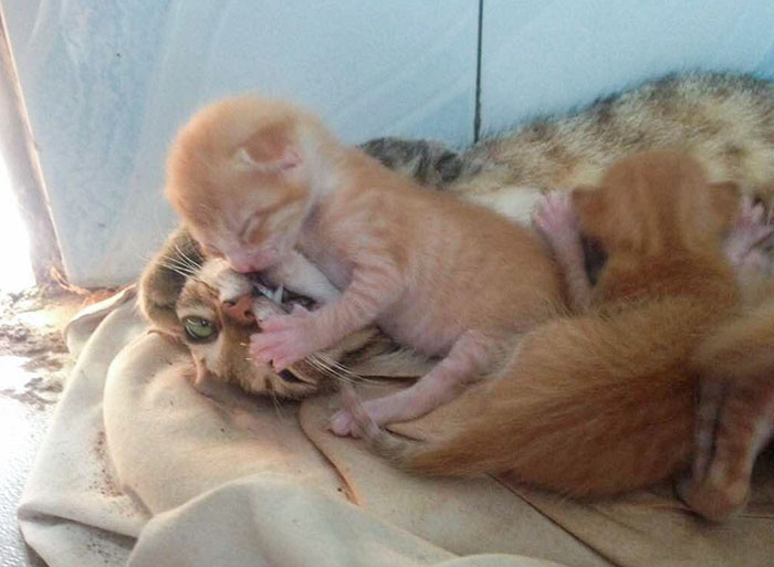 The Joys Of Motherhood