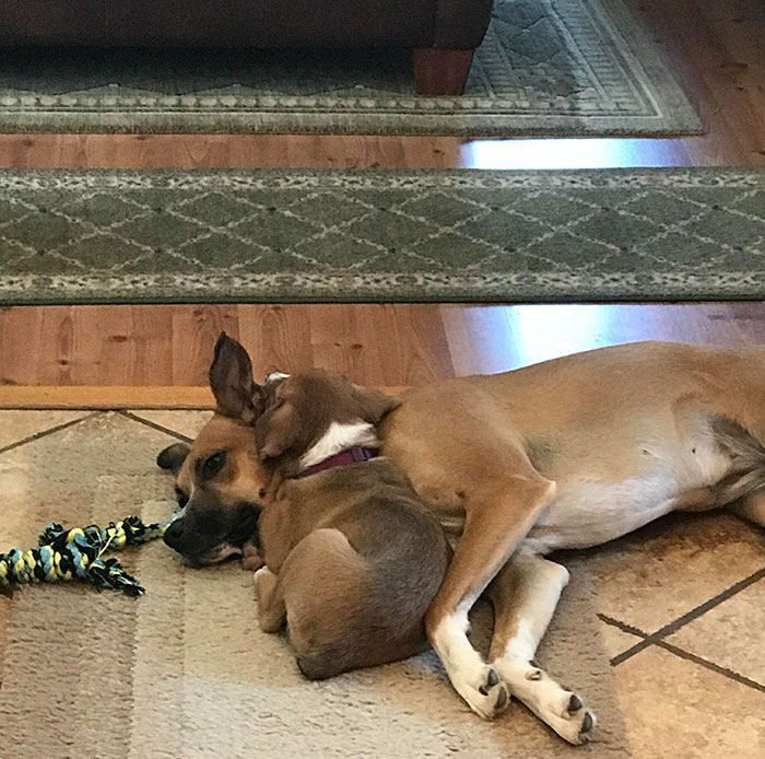 Guess I Am A Puppy Pillow Now