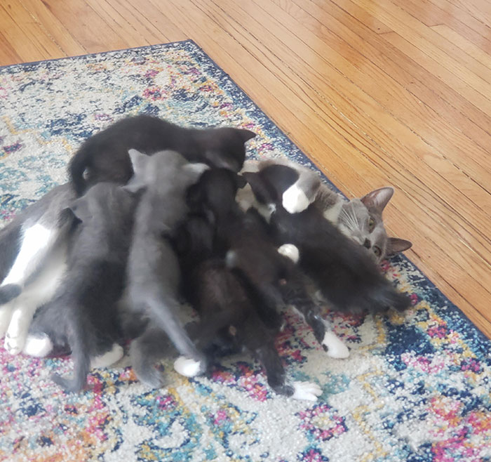 Oldie But A Goodie. My Cat Bluebell Completely Overwhelmed By The Duties Of Motherhood