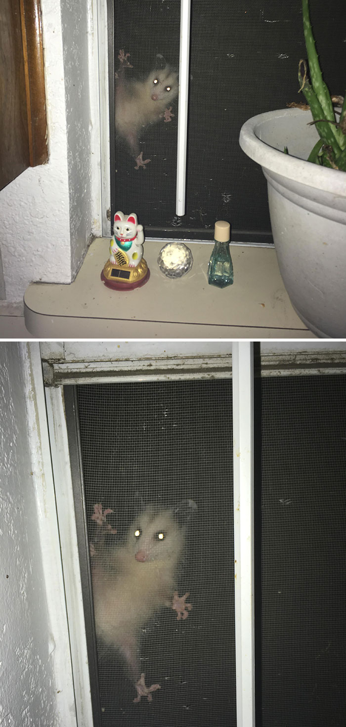 Possum clinging to a window screen, looking adorable and curious at night with glowing eyes.