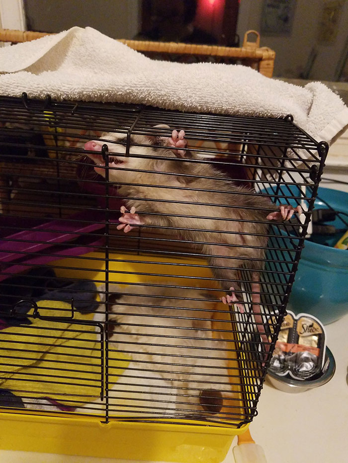 Despite All My Rage, I'm Still Just A Possum In A Cage