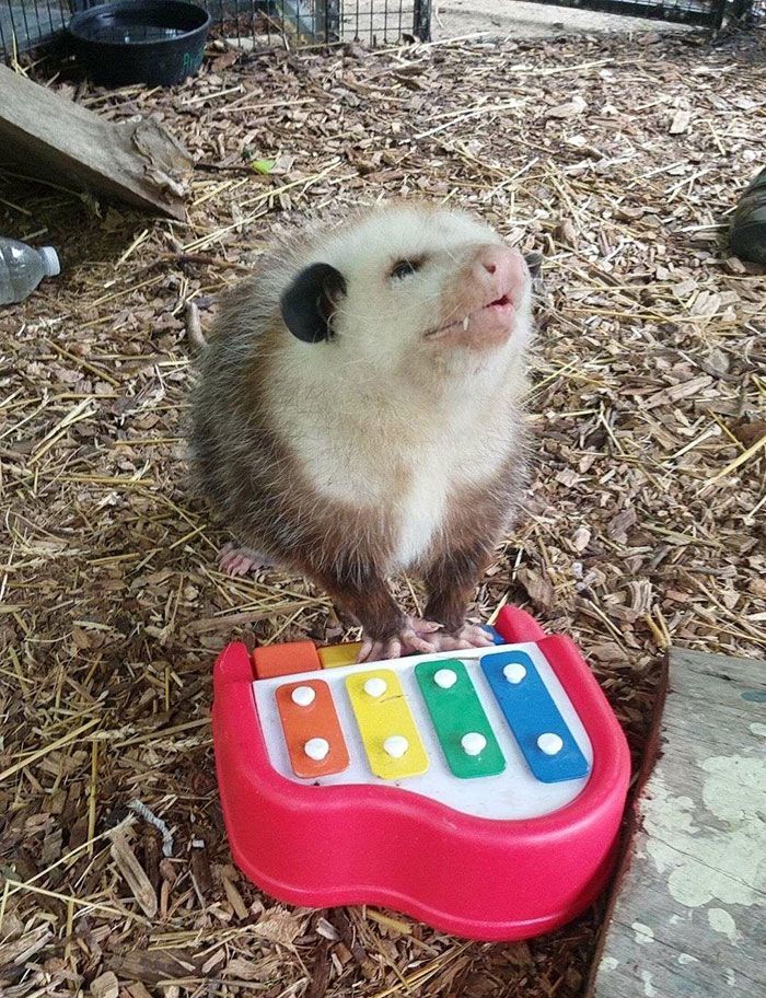 A possum adorably playing a colorful toy piano on a bed of wood chips.