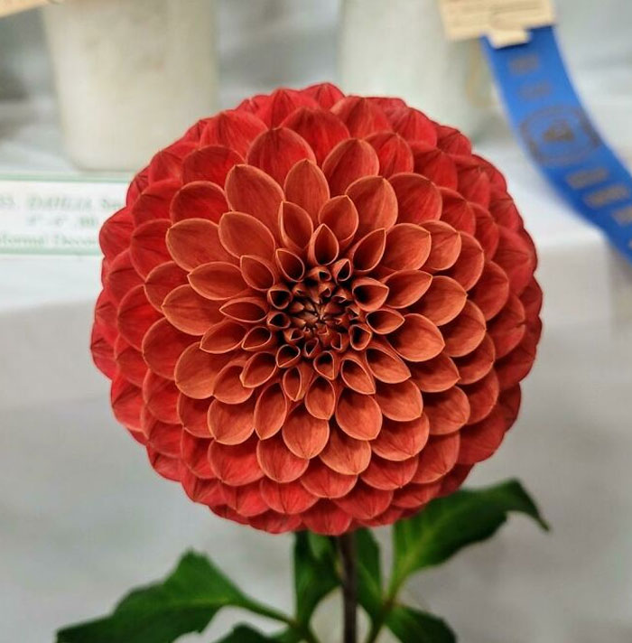 My Dahlia Won First Place At The Fair