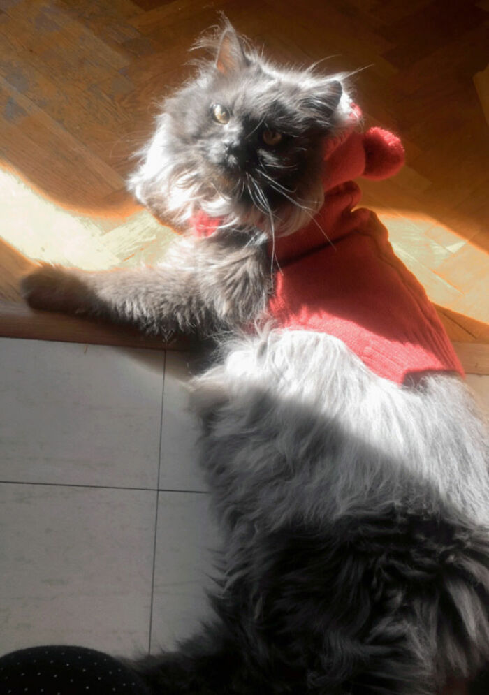 My Friend's Cat Looks Like It Ran Away From Little Red Riding Hood