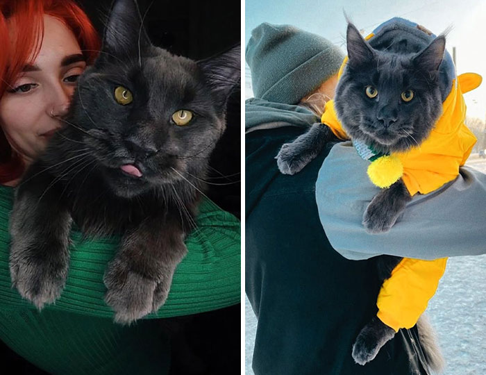 Este es Vincent, un gato Maine Coon que parece una pantera y actúa como un perro