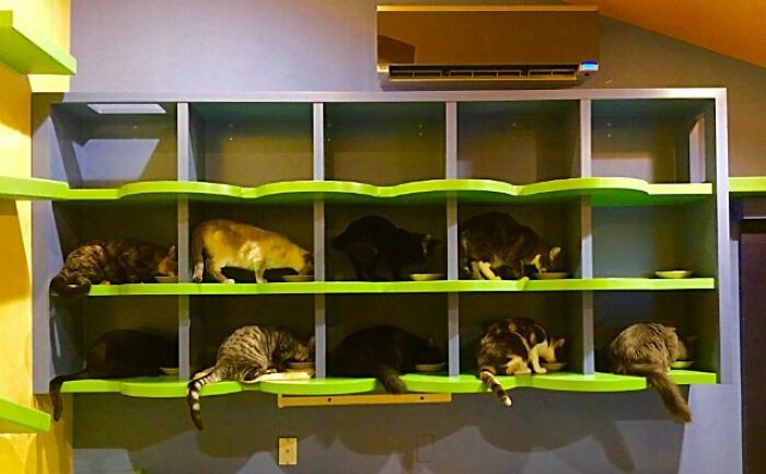 This Man Designed A Purrfect House For His 20-Plus Rescue Cats