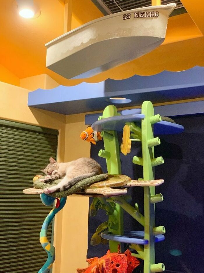 This Man Designed A Purrfect House For His 20-Plus Rescue Cats