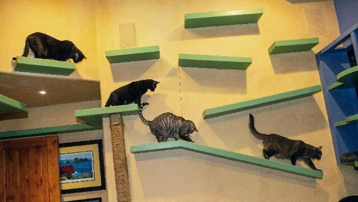 This Man Designed A Purrfect House For His 20-Plus Rescue Cats