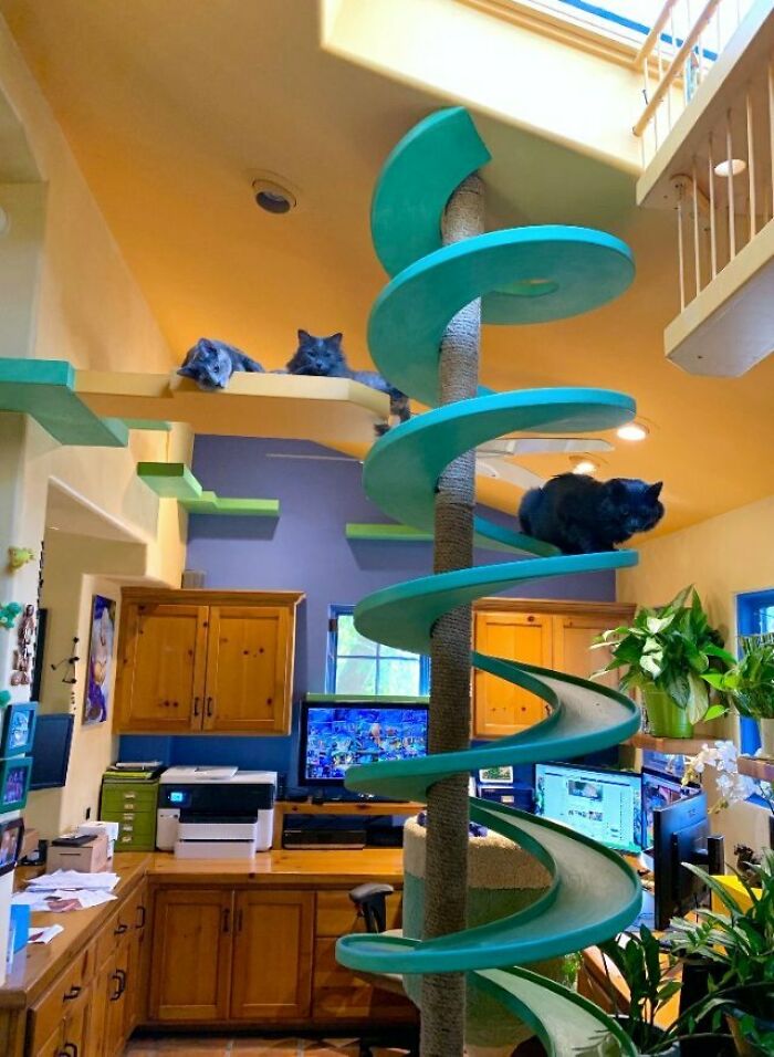 This Man Designed A Purrfect House For His 20-Plus Rescue Cats