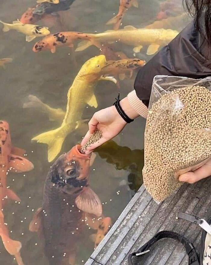 Humans-Doing-Human-Things