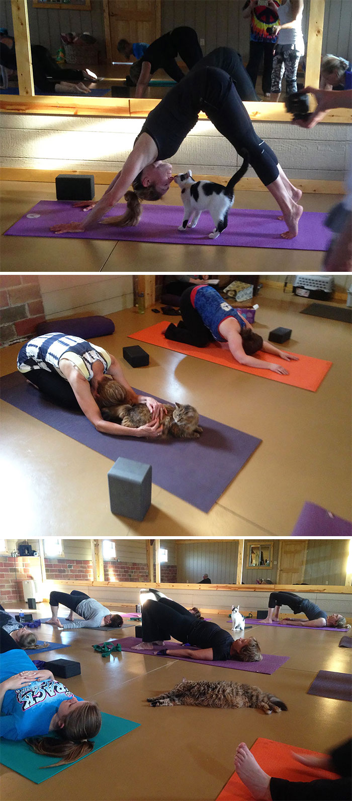 Yoga Studio Invites Shelter Cats To Do Yoga And Helps Them Find Homes